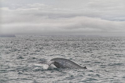 Blue whale lifting tail
