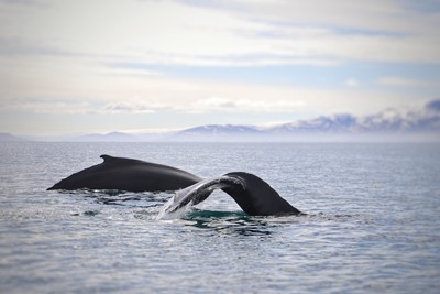 Two humpbacks diving
