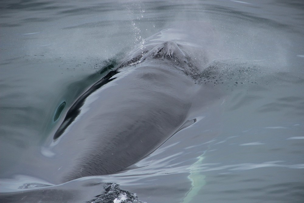 HOW DO WHALES BREATHE? | Gentle Giants Whale Watching Husavik Iceland