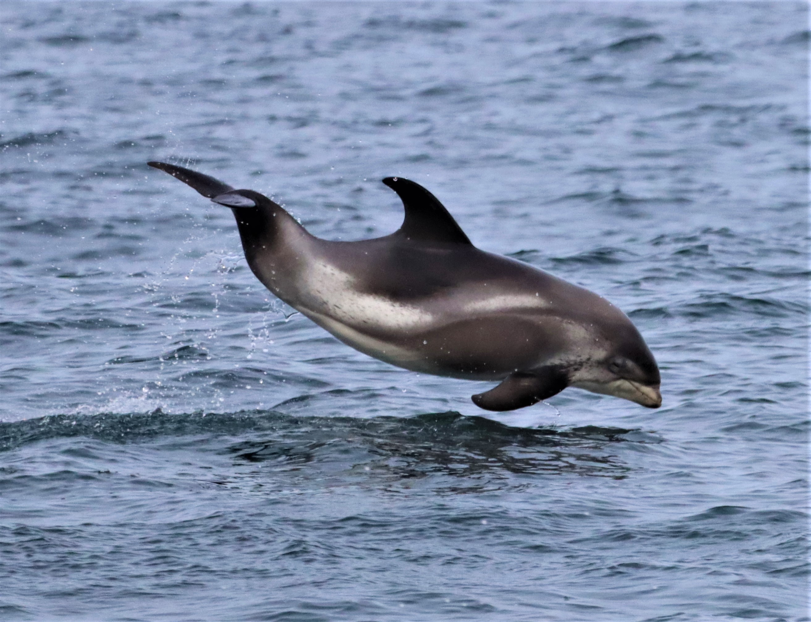 LEAPS AND LAUGHTER: THE CHARM OF THE WHITE-BEAKED DOLPHINS