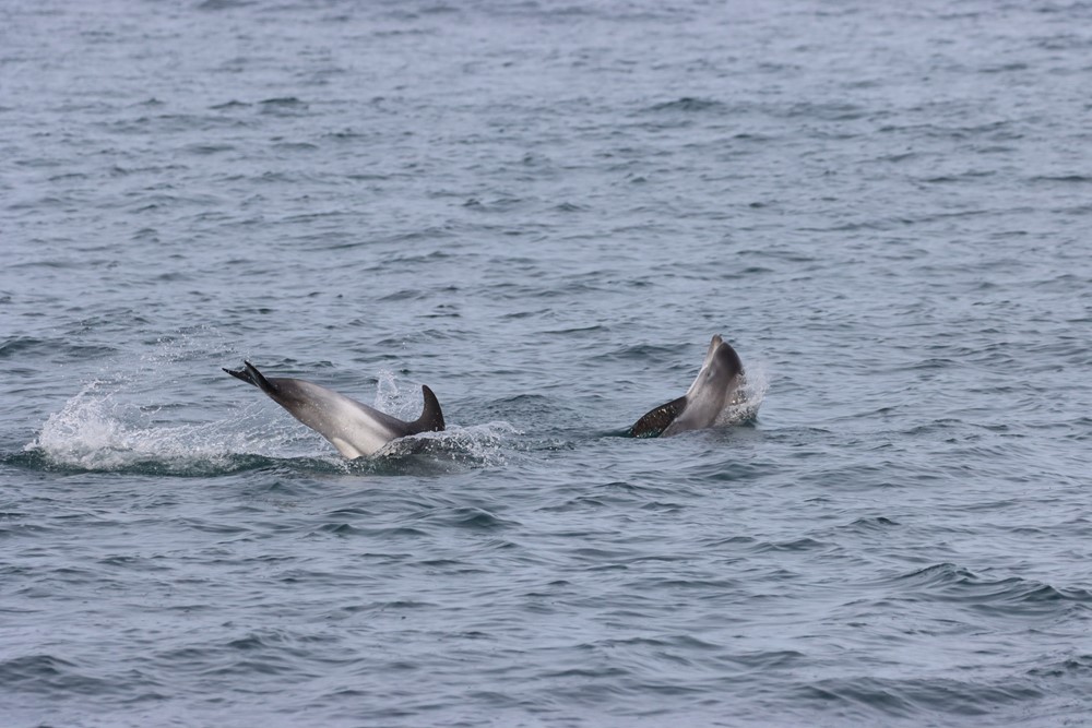 Dolphins leap to new heights