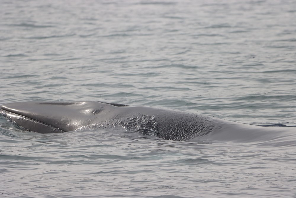 snout minke whale