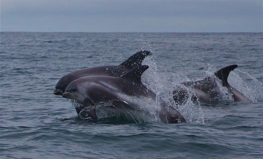 group of dolphins
