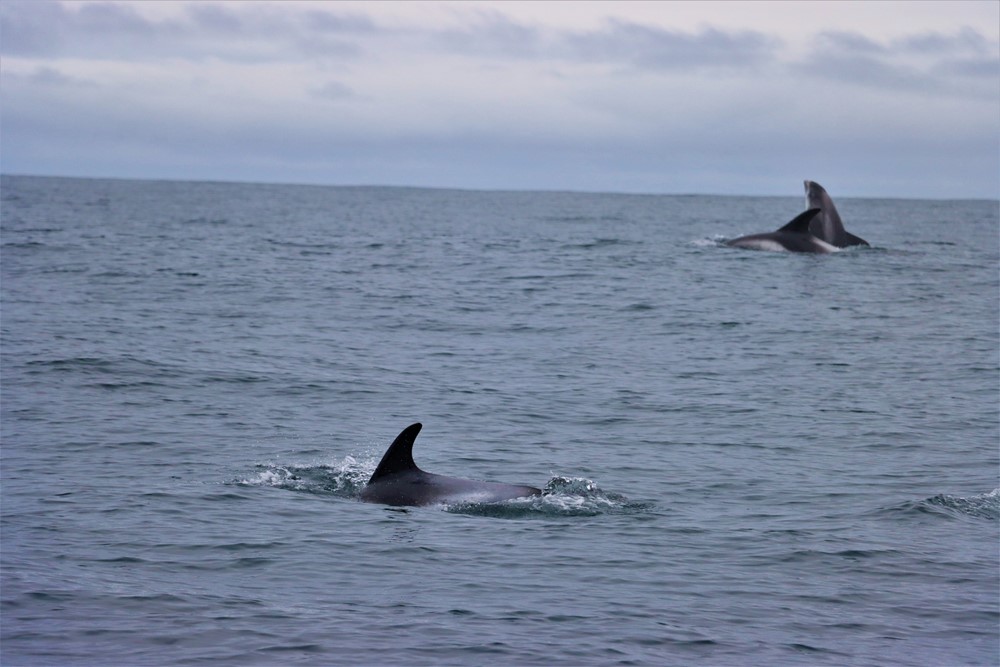 DA-IMG_0159 (2).JPG- white beaked dolphins