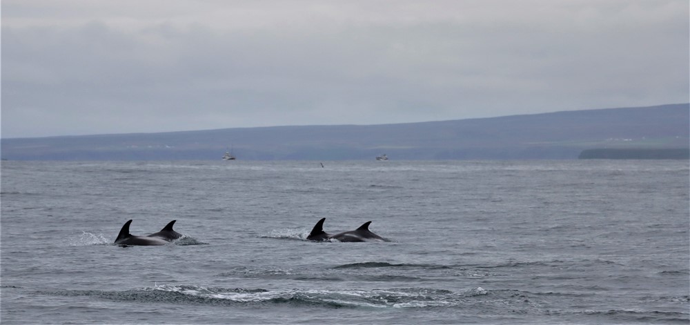 DA-IMG_0148 (2).JPG- group of dolphins