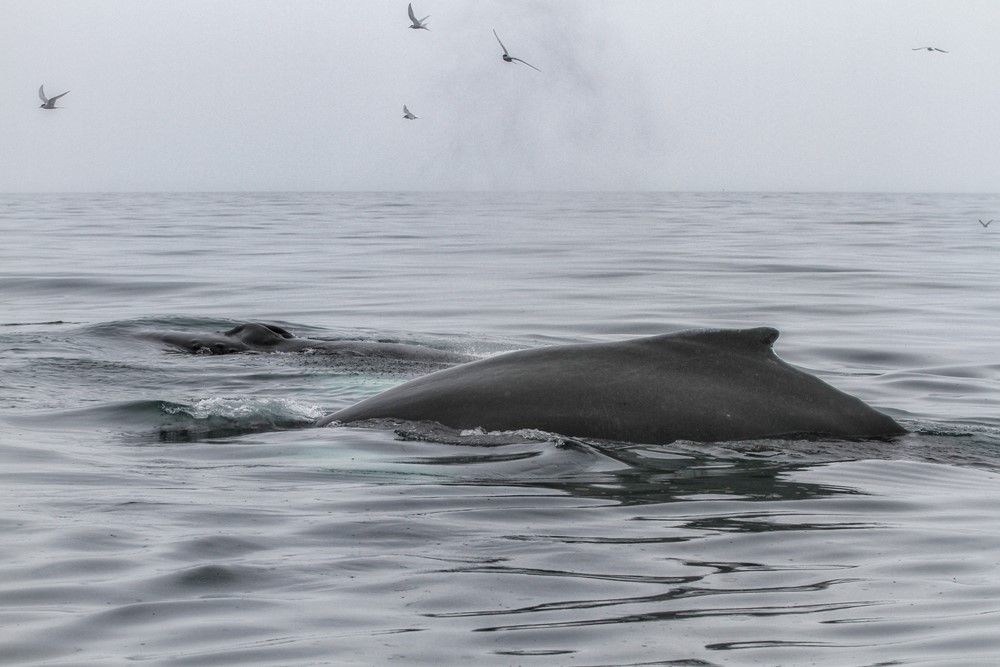 SA_ORCHESTRA OF NOISE 2.jpeg