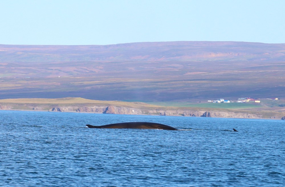 FIN WHALE