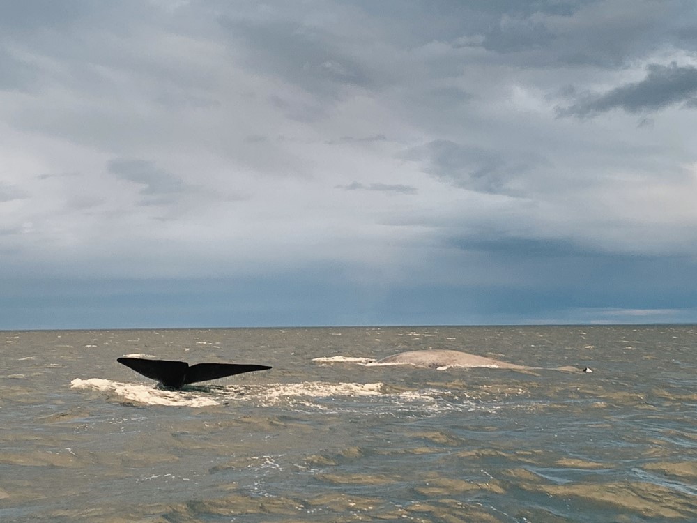 ANB_2 blue whales 3.jpg