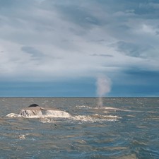 ANB_2 blue whales 1.jpg