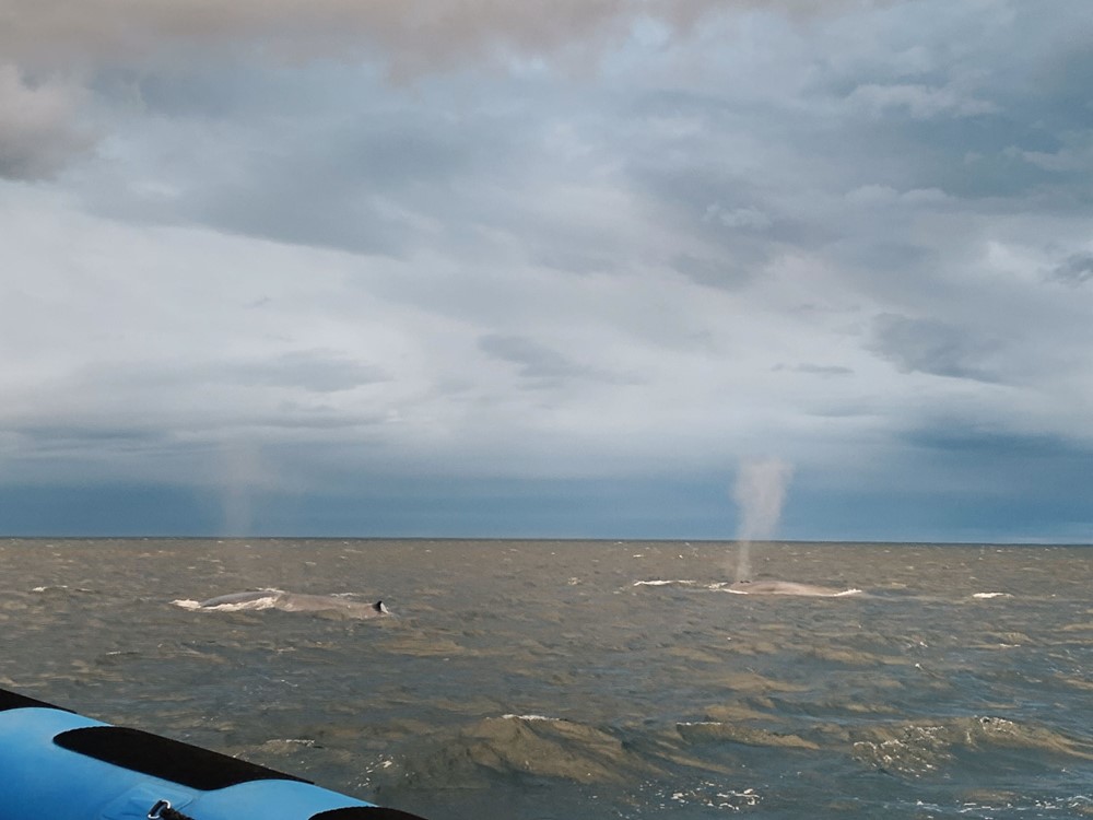 ANB_2 blue whales 2.jpg