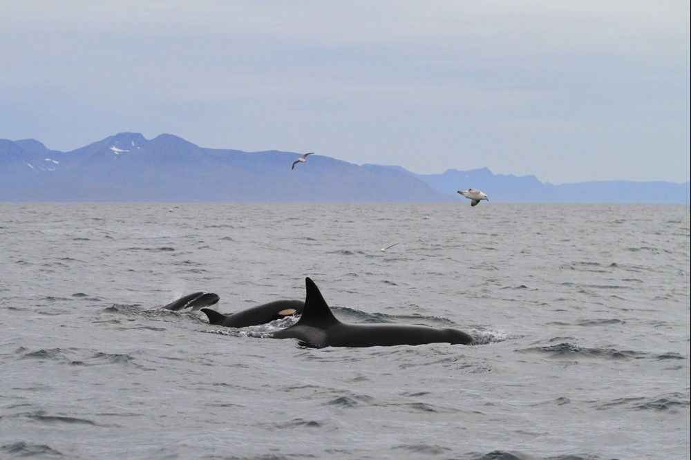 SA_orcas 1.jpg