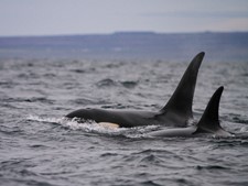 SA_orcas 2.jpeg