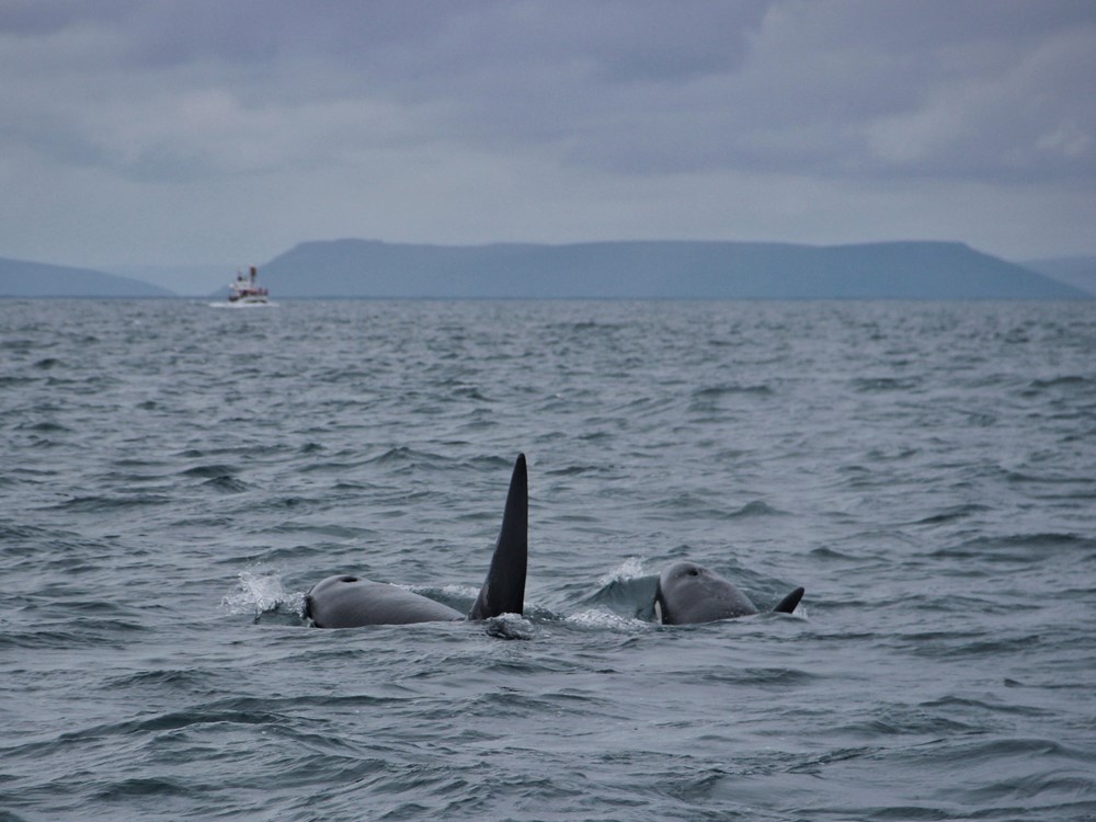 SA_orcas 3.jpeg