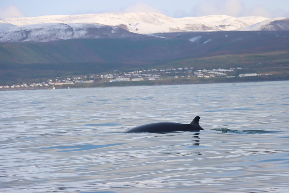 DA Magical September 10