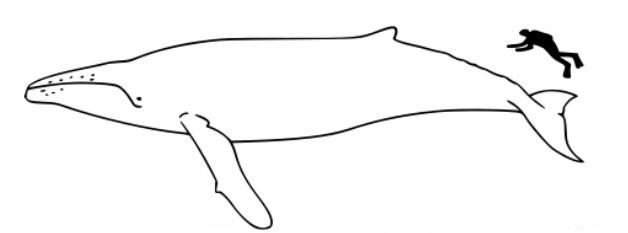 Humpback Whale Husavik Relative size
