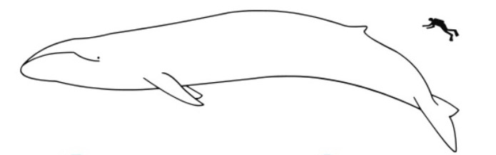 Blue whale Husavik Relative size