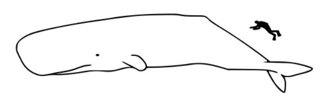 sperm whale husavik iceland skjalfandi bay relative size