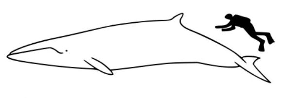 Minke whale Husavik relative size