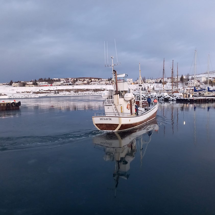 Whale watching oak boat Sylvia leaving Husavik harbour for maintenance journey