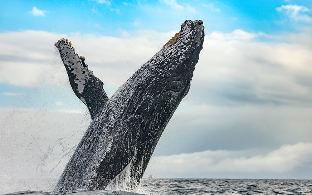 Gentle Giants passionate guides working whale watching all over the world, from Husavik Iceland