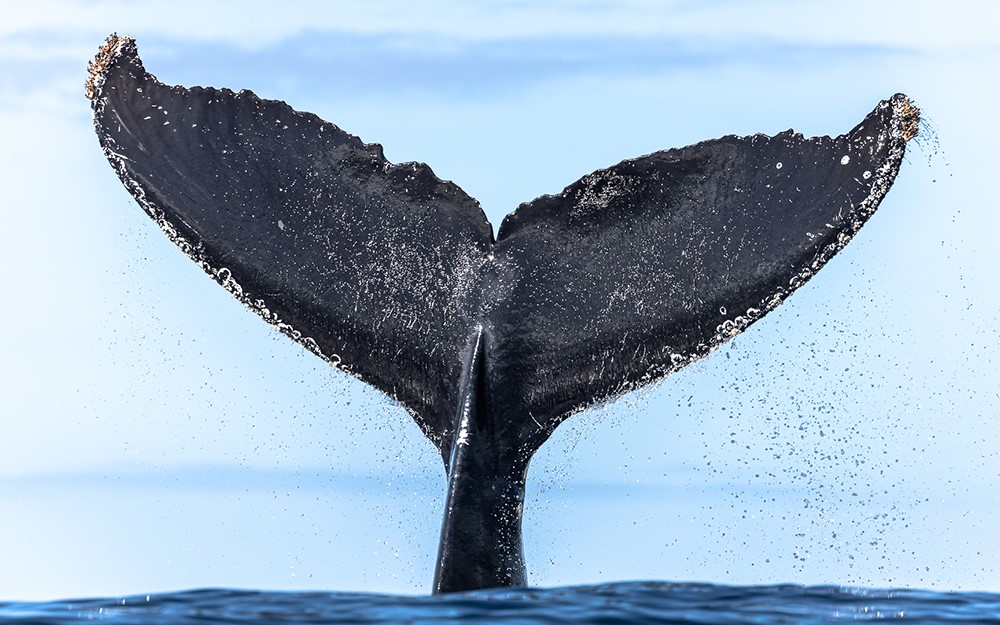 Gentle Giants passionate guides working whale watching all over the world, from Husavik Iceland