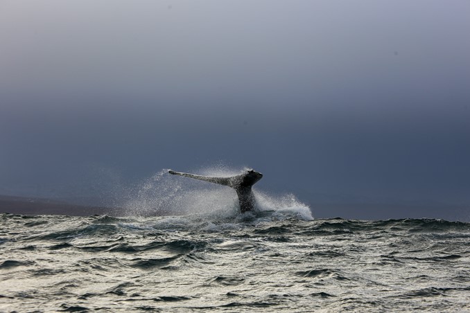 whale in waves