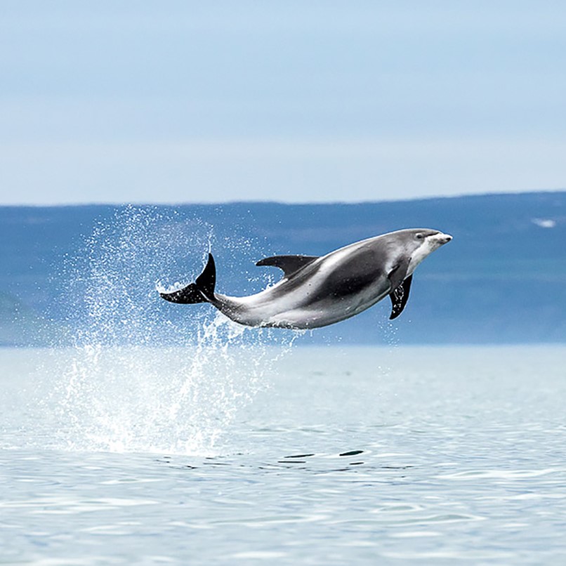 White-beaked dolphin jumping Skjálfandi Bay Husavik whale watching