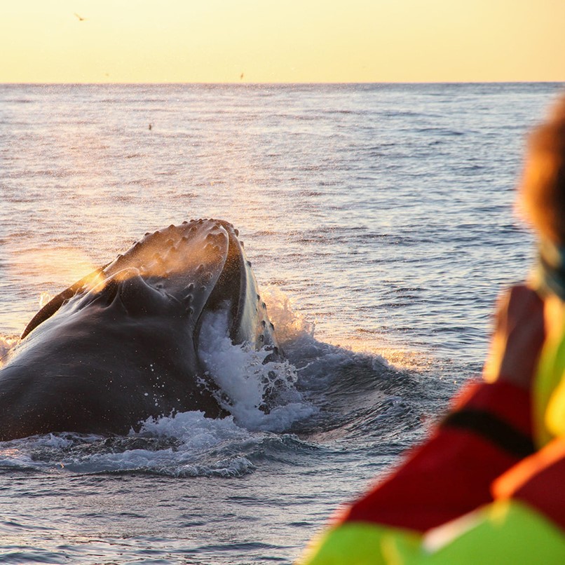 Humpback feeding evening sun Iceland whale watching