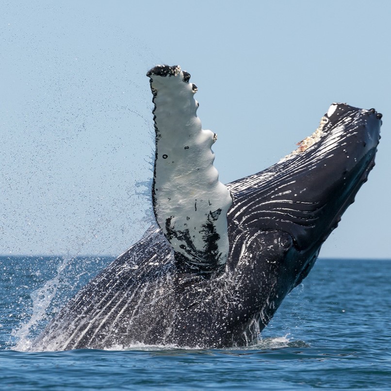 Breaching humpback whale Skjalfandi Bay Husavik whale watching