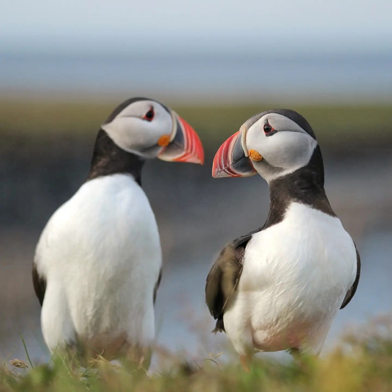 Puffins in Iceland Puffin Island Husavik Skjalfandi Bay