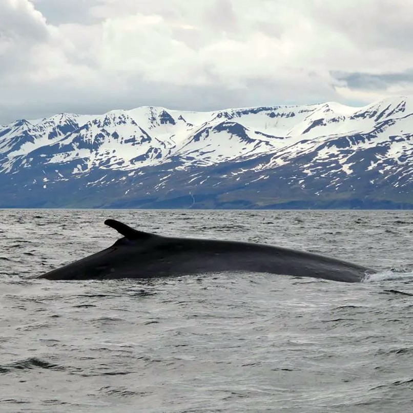 Hybrid blue-fin whale Skjalfandi Bay Iceland Husavik