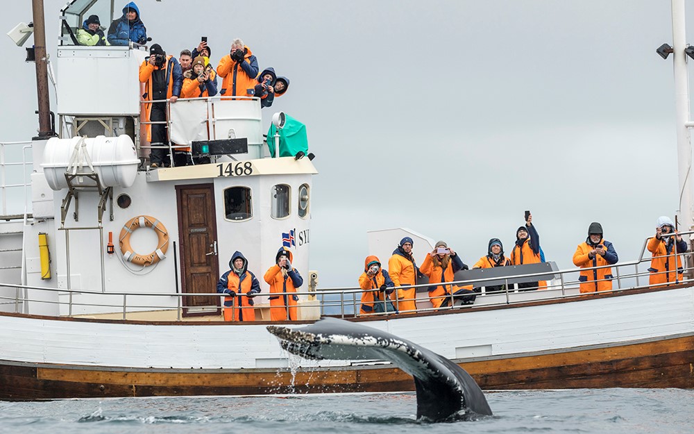 Humpback whale in front of eco-friendly Icelandic oak vessel Sylvía