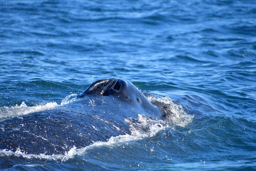 Whale's blowhole