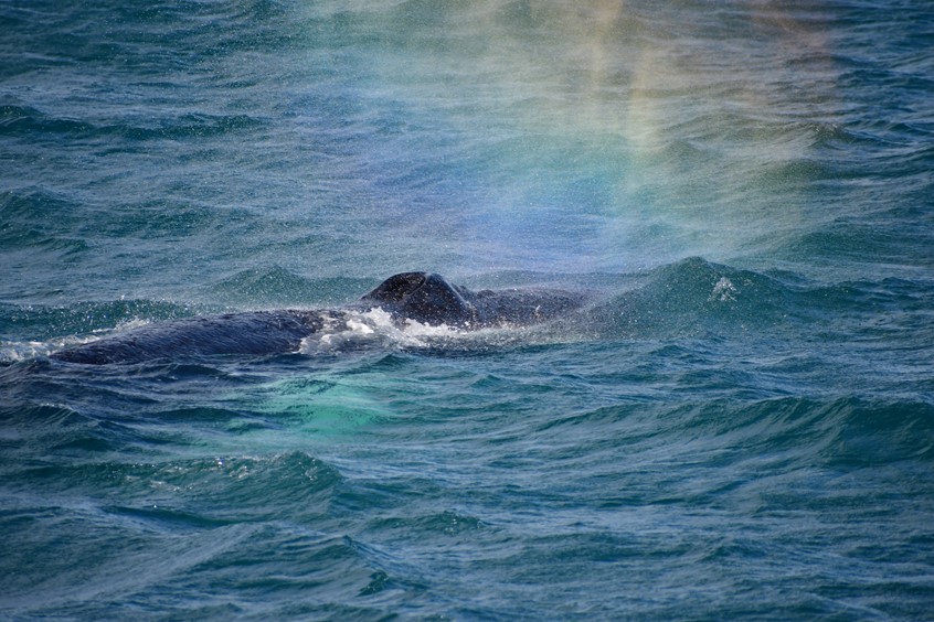 Rainbow formation from the whale's blow hole