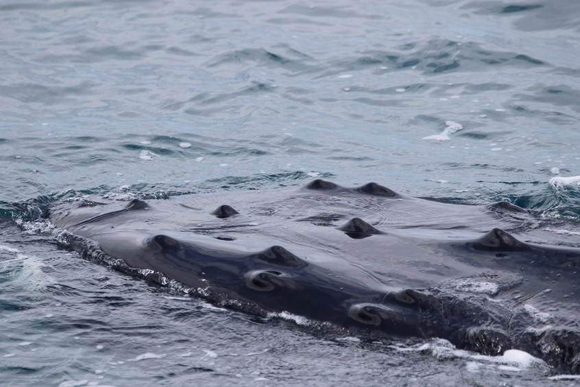 whale head close up