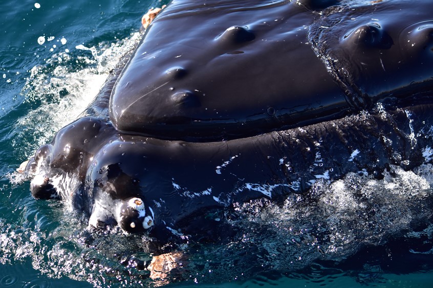 whale close up