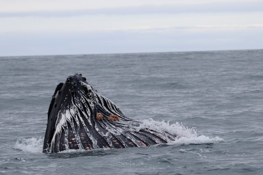 pouch of the humpback whale