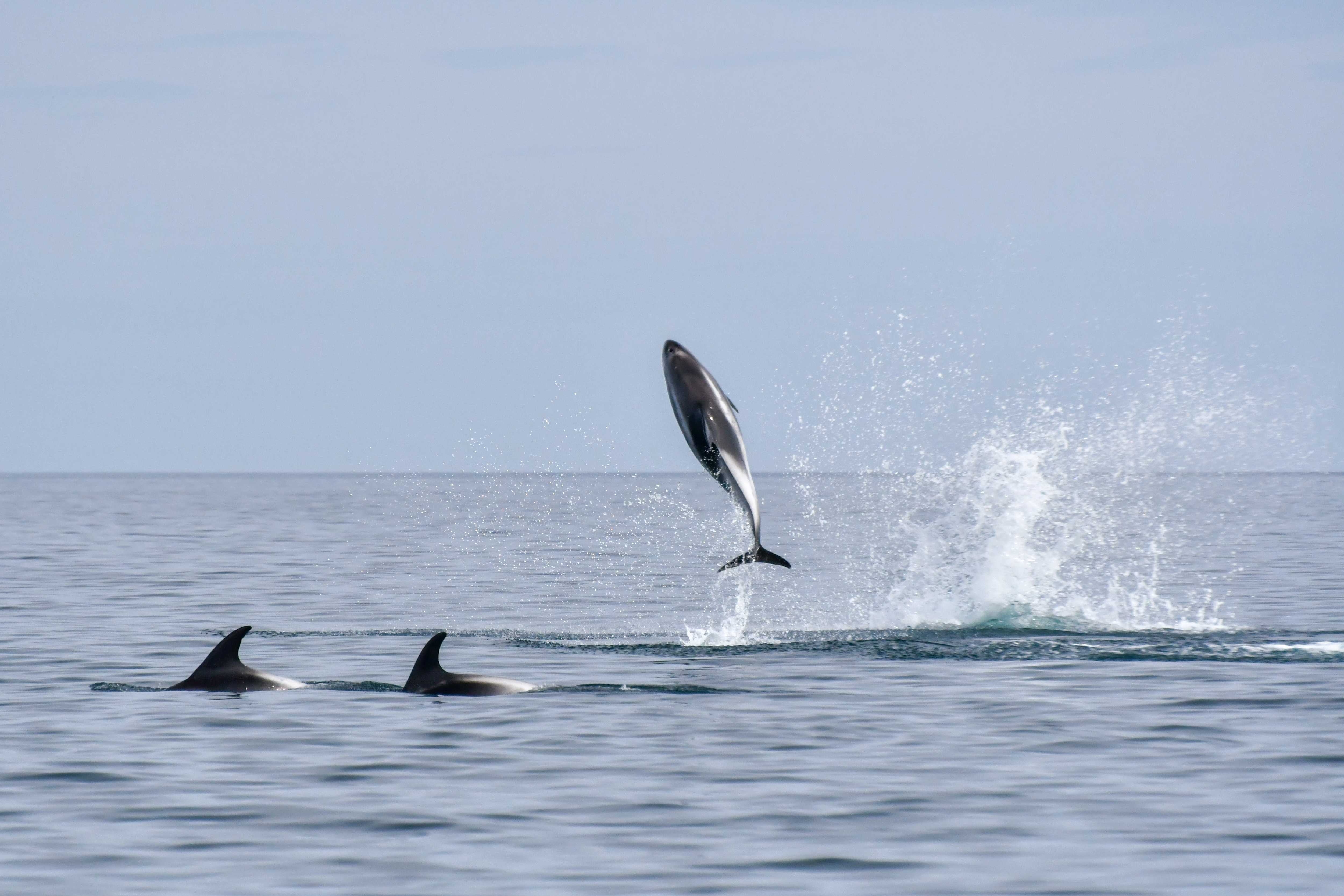 THE JOY OF THE NORTH ATLANTIC | Gentle Giants Whale Watching Husavik ...