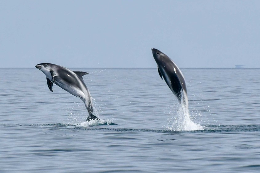 White-beaked dolphins in Skjálfandi Bay, fun whale watching Iceland