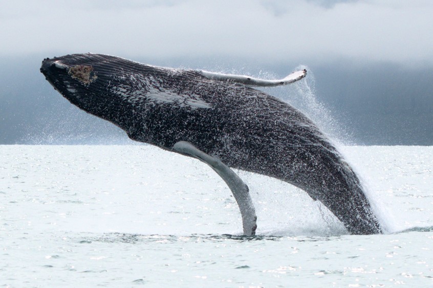 Breaching humpback whale Skjálfandi Bay, Husavik, Iceland best whale watching
