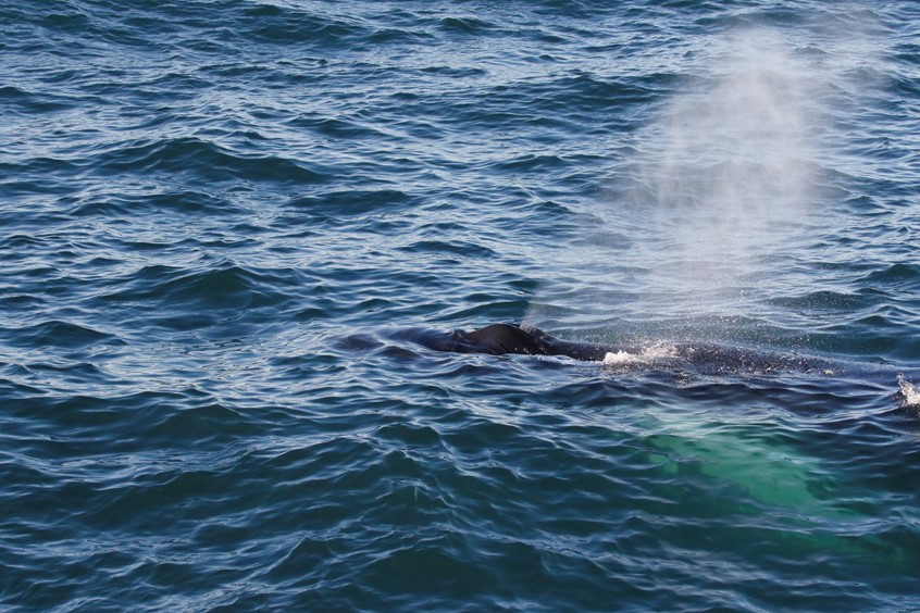 humpback whale blowhole