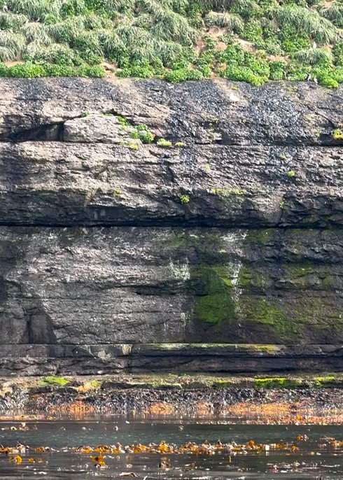 KELP FORESTS NORTH ICELAND BIODIVERSITY
