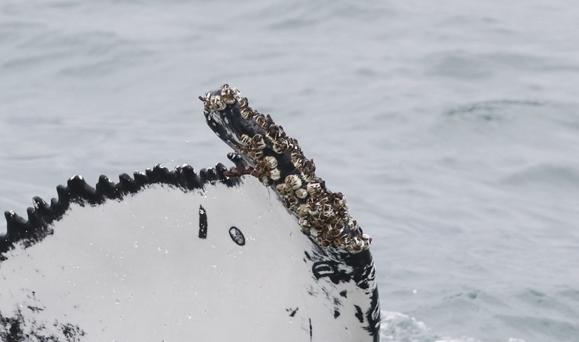 humpback whale fluke barnacles