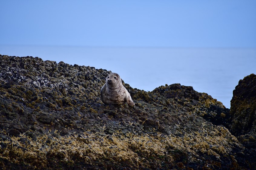 grey seal rock