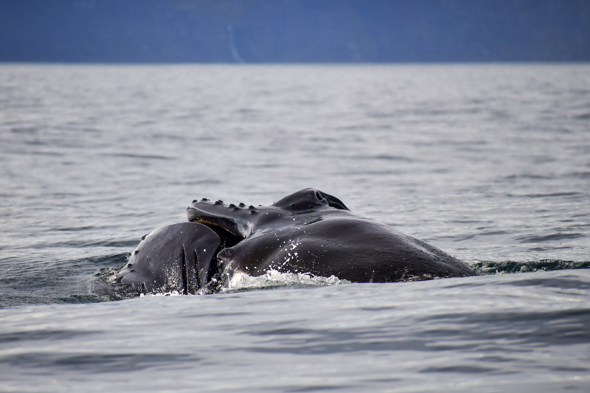 WHALES EVERYWHERE O'CLOCK! | Gentle Giants Whale Watching Husavik Iceland