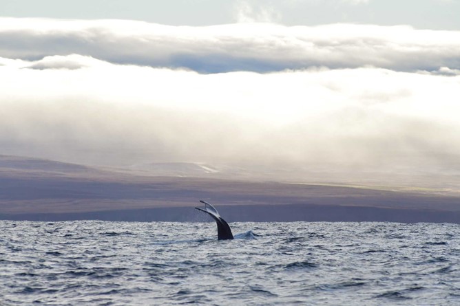whale diving with Tjörnes peninsula in background