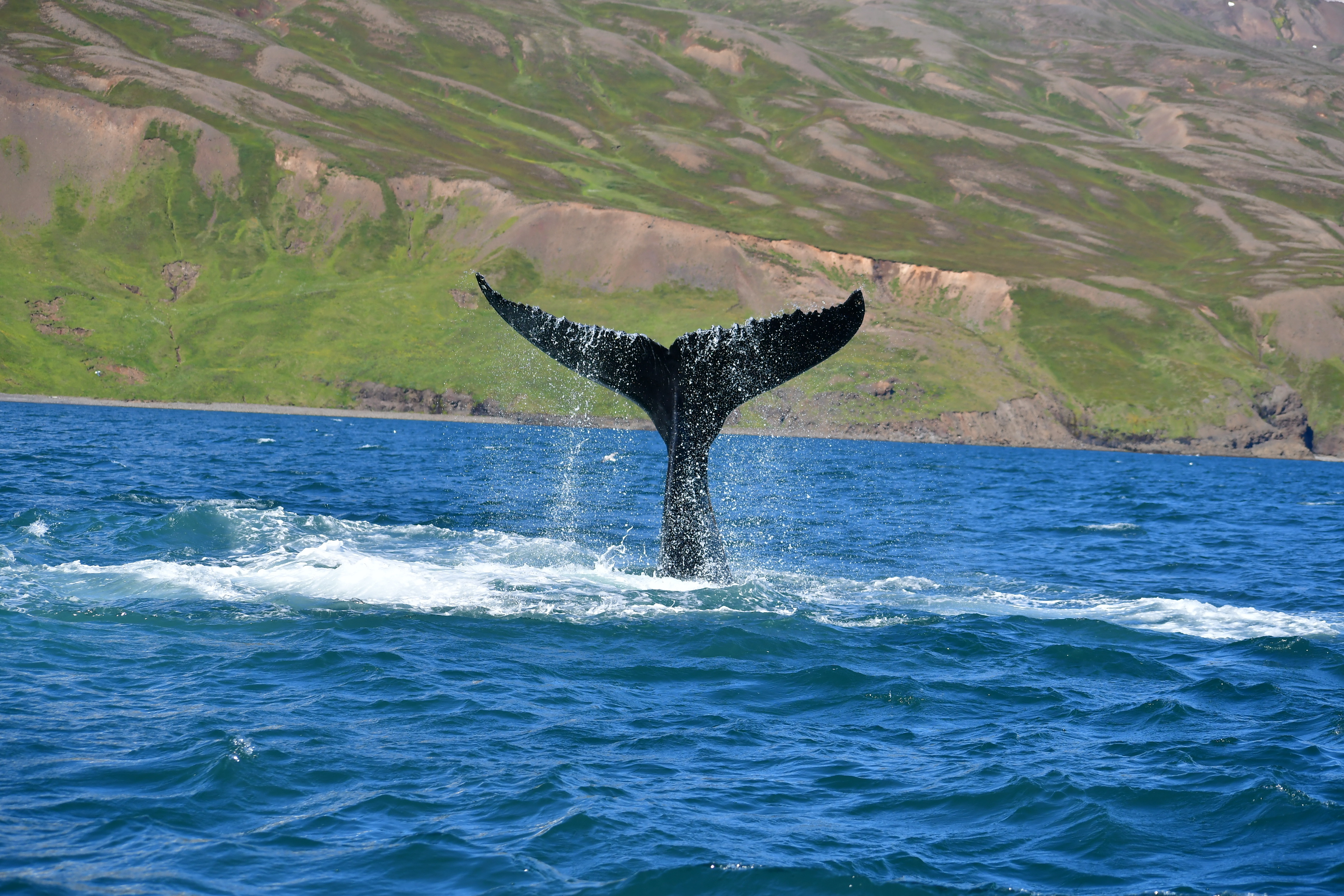 EARLY MORNING WHALE WATCHING – A QUIET START TO AN UNFORGETTABLE DAY ...