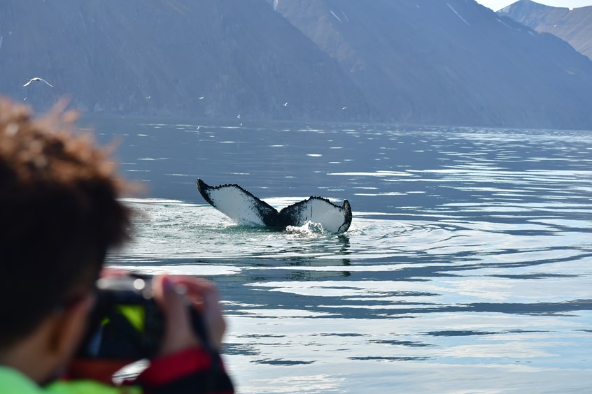 Humpback whale Skjálfandi Bay, Husavik, Iceland