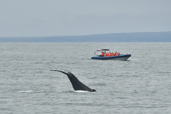 lobtailing whale with RIB boat in background