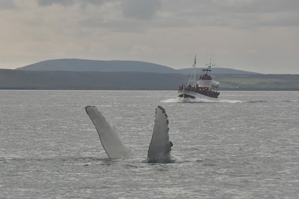 whale flipper slapping with oak boat in background